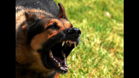 completely aggressive dog how to get him to become obedient and well behaved