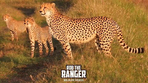 Nashipai Female Cheetah And Cubs | Maasai Mara Safari | Zebra Plains