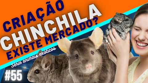 Criação de Chinchila oportunidade!