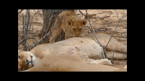 #Lion #funny #videos - #Cubs #playing with #Mumma