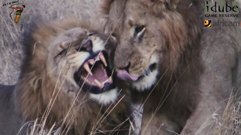 Four Big Male Lions With An African Buffalo