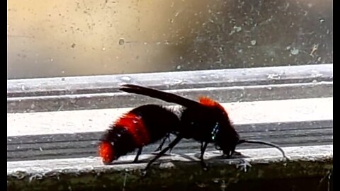 Dasymutilla occidentalis ..Eastern Velvet Ant or Cow Killer