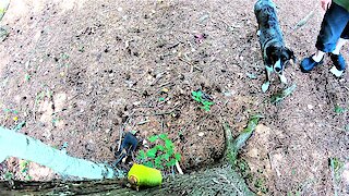 Pup adorably wants to play with giant caterpillar