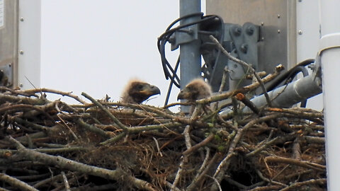 Eaglets Having Some Fun.