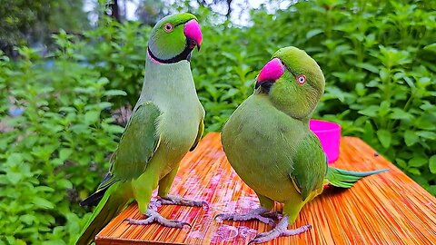 Bolne Wala Tota | Indian Ringneck Talking Parrot