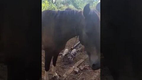 CEMITÉRIO DE ANIMAIS PERDIDOS, DA ECOMORTE (norte) 2