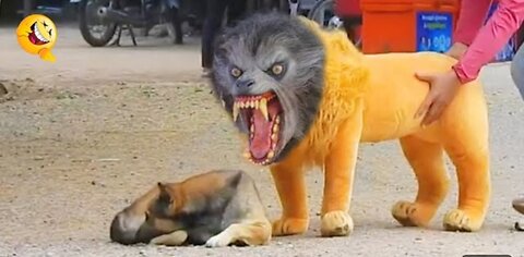 Troll Prank Dog Funny & fake Lion and Fake Tiger Prank To dog & Huge Box Prank to dog