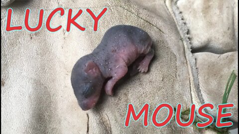 Giving a lucky mouse a chance to live another day! So cute and tiny!