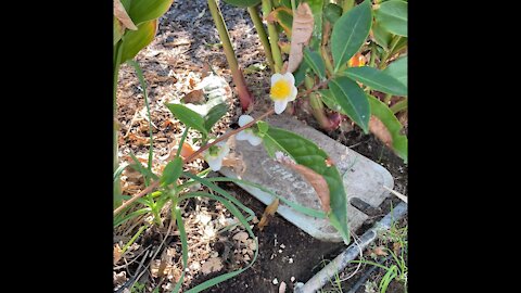 Tea plant! Black or green. Camellia!