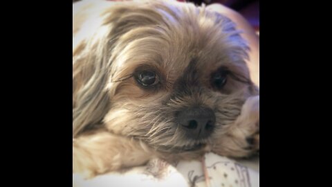 Cute Shorkie shows how to stalk a prey item (cookie)