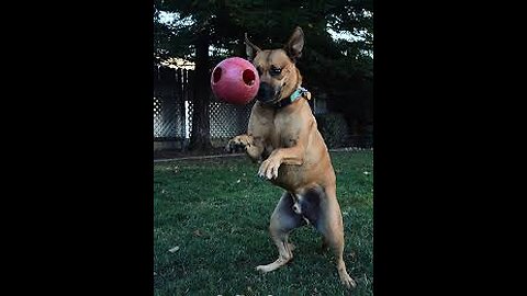 Cute Dog Plying Ball viral video ll cute pets and Animal videos