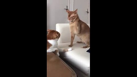 Ha-ha, cat fight.#cutecat #catsoftiktok #meow #angrycat #funnycat #fypシ #funnyvideos