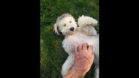 Today we had our fifth lesson and Zoe allowed some belly rubs Yes !