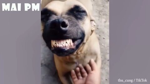 The FUNNIEST DOGS compilation 2020