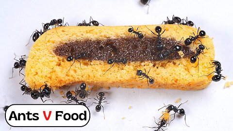 Ant Colony vs Fig Roll Time Lapse 4k