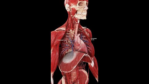 Anatomy #anatomy #3Danimation #3Dmedico #video #viral #short #x