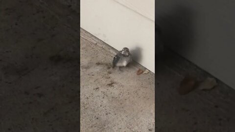 Baby bluejay 2