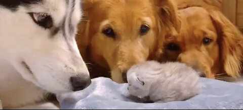 Golden Retrievers and Husky Meeting Their Best Friends Newborn Kitten