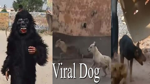 viral dog man new animals funny moments