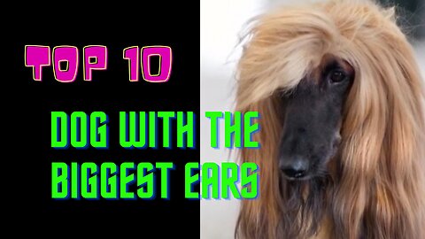 Dog with the biggest ears -Top 10