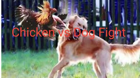 Dog vs chicken fight.funny chicken vs Dog fighting video