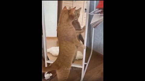 Cat looking mirror funny video