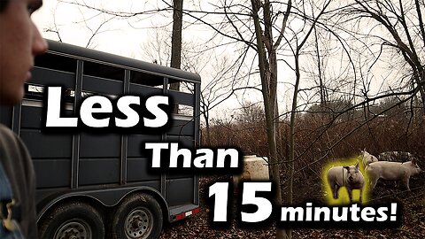 How to Load Pigs fast! |Easy and Stress-Free!