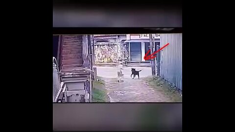 A dog attacks a child. Watch what happened to him