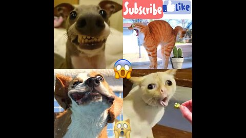 Unleash the Fun with Crazy Dogs and Cats: Very Funny Videos 2023