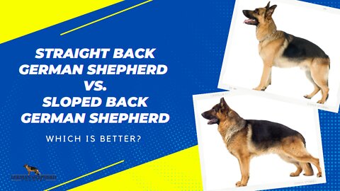 Straight Back German Shepherd vs. Sloped Back