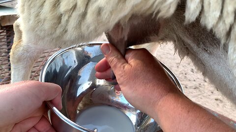 Milking Dorper Sheep