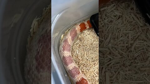 Corn snake shedding