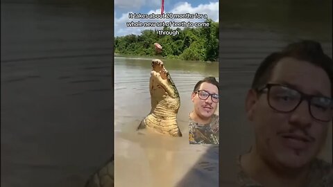 Crocodillians go through ALOT of teeth