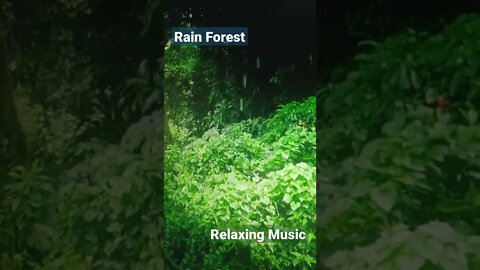 Rain in Forest ll Raining drops sound ll Rain Relaxed Music