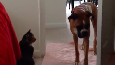 These big dogs are absolutely terrified of tiny cats