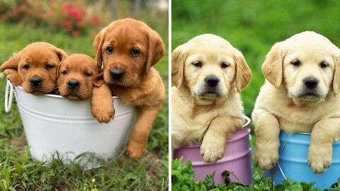 Funny and Cute Labrador Puppies Compilation | Cutest Moments