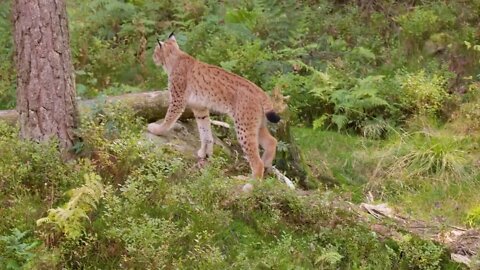 Young european lynx walking and stops to look for enemies or prey in the forest