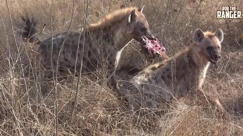 Very Vocal Hyenas Compete For Some Warthog