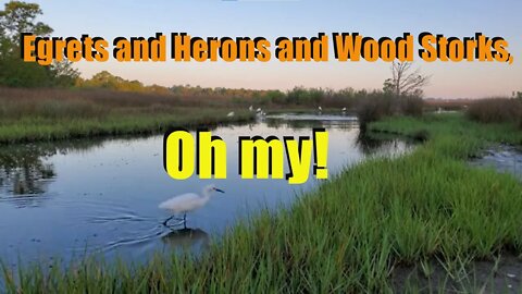 Egrets and Herons and Wood Storks, Oh my!