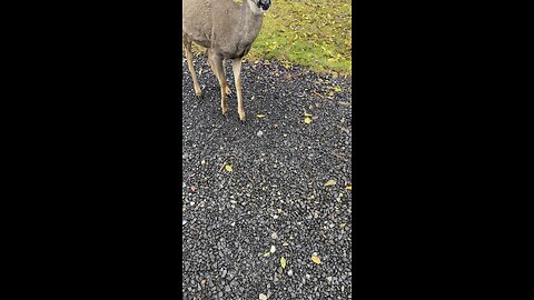 Feeding a deer