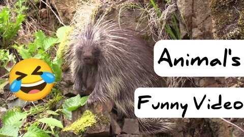 Animals Funny Video - Animals Video