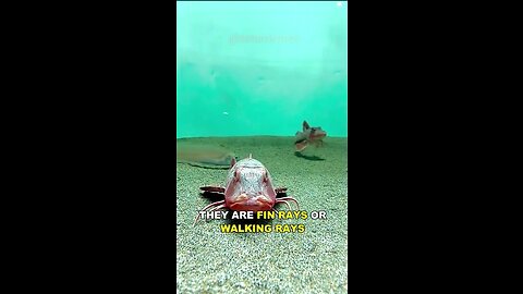 This Fish Prefers Walking Instead Of Swimming