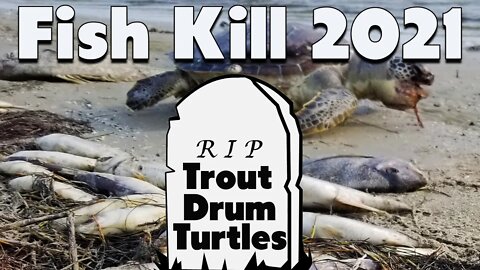 Massive fish kill Corpus Christi Port Aransas Trout-Drum