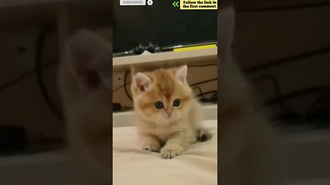 cute cat videos 😹 funny videos 😂 865 😻