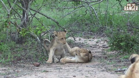 Daughters Of The Mapogo Lions - Rebuilding The Othawa Pride - 155: Playful Cubs/Sleepy Elders