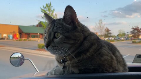 Milo is enjoying the dashboard in South Carolina