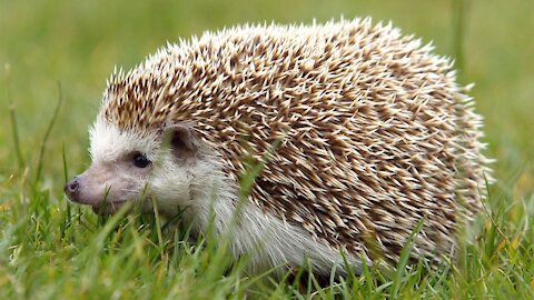 Cute Hedgehog Walking in the Grass