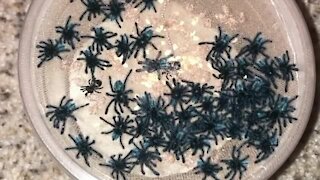 Tiny baby tarantulas all move in rhythm