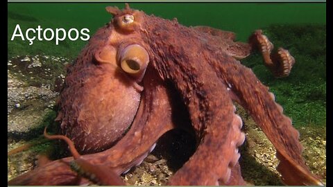 Octopus Steals Crab from Fisherman | Super Smart Animals