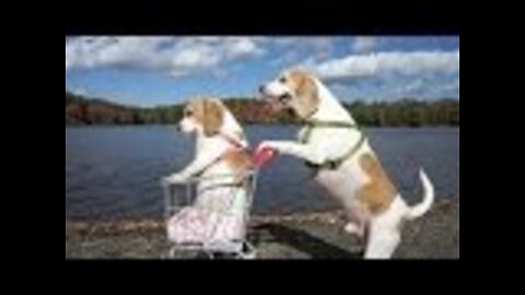 Dogs' Epic Shopping Cart Voyage: Funny Dogs Maymo & Penny